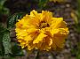 Helenium Goldspitze